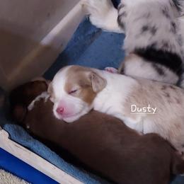 Dusty - Red merle female Miniature Australian Shepherd puppy in Mc Arthur, California from Kingscastle Ranch