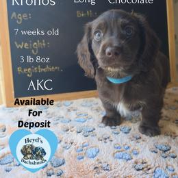 Kronos - Chocolate and tan male Dachshund puppy in Hoquiam, Washington from Heyd's Mini Dachshunds