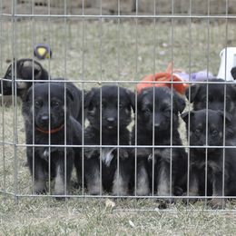 German Shepherd Puppies from Bmeerhuis German Shepherds