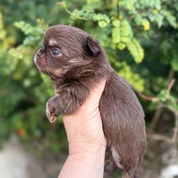 Peanut - Chocolate and tan male Chihuahua puppy in Newport Beach, California from Exotic City Pomeranians and chihuahuas