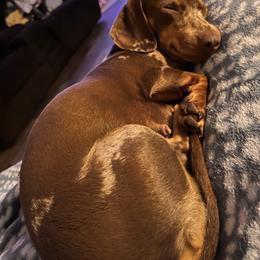 Penny - Dachshund