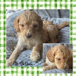 B1- Dk Green - Apricot male Goldendoodle puppy in Ankeny, Iowa from Iowadoodles2love