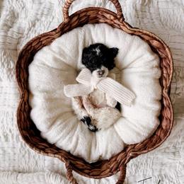 Taal - Black and white male Bernedoodle puppy in Cold Spring, Minnesota from A.N.A. Doodles
