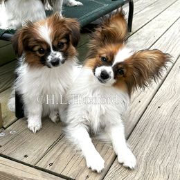 Papillons from Holly Huxford
