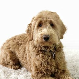 Briar - Goldendoodle