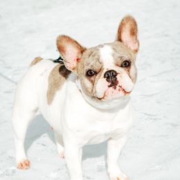 Emma - French Bulldog