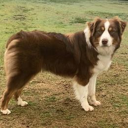 Australian Shepherds and Maremma Sheepdogs from Rebel Aussies/Wild Critter Ranch