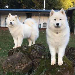 Samoyed All Grown Up from StormCloud Samoyeds