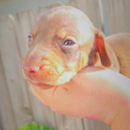 Slash - Chocolate and tan male Dachshund puppy in Perris, California from Ohana_626_kennels