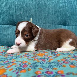 Zoey (teal) - Red tri-color female Aussiedoodle puppy in Watertown, Wisconsin from Little Bear Paws Aussiedoodles