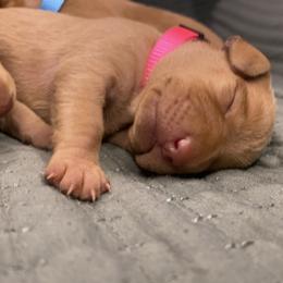 Girl 1 - Golden rust female Vizsla puppy in Riverview, Indiana from Kismet Vizslas