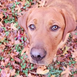 Crush - Labrador Retriever