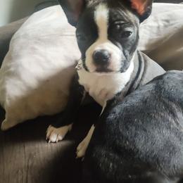 Boston Terrier Puppies from Sara Mason