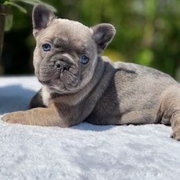 French Bulldog Puppies from Rock N Franchise