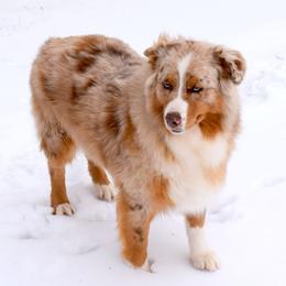 Jesse - Australian Shepherd