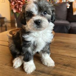 Lolly - Black and white female Shichon puppy in Seymour, Tennessee from Mel’s Teddy Bear Puppies