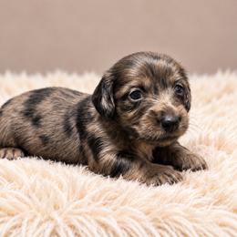 Sookie - Dapple female Dachshund puppy in Greenup, Kentucky from Tygart Creek Dachshunds