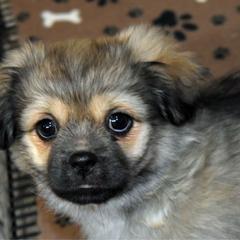 Bones - Sable male Tibetan Spaniel puppy in Elizabeth, Colorado from Tibroke’s