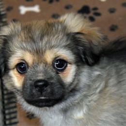 Bones - Sable male Tibetan Spaniel puppy in Elizabeth, Colorado from Tibroke’s