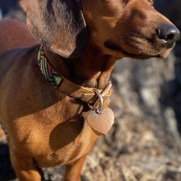 Dachshunds from Tamara's Dachshunds