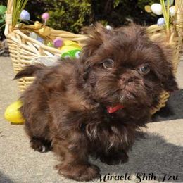Shih Tzu Puppies from Miracle Shih Tzu
