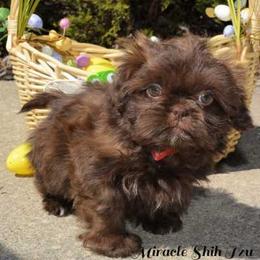 Shih Tzu Puppies from Miracle Shih Tzu