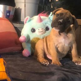 Boerboel Puppies from Dynasty Blue Ridge Boerboel