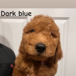 Blue - Red  male Goldendoodle puppy in Savannah, Georgia from PurdyDoodles