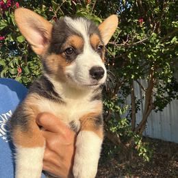 Boy 3 - Black and tan male Pembroke Welsh Corgi puppy in Honey Grove, Texas from JK Ranch Corgis
