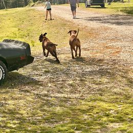 Rhodesian Ridgeback Puppies from Raven’s Ridgebacks