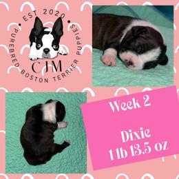 Dixie - Black and white female Boston Terrier puppy in Jupiter, Florida from CJM Boston and Boxer Puppies