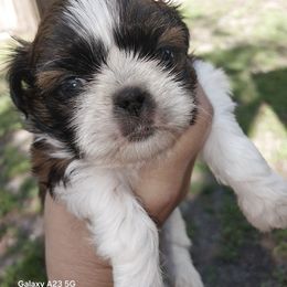 Red and white boy - Red and white male Shih Tzu puppy in Arcadia, Florida from Kitsune Cuddles and kisses