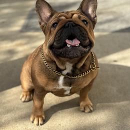 Tawny - French Bulldog
