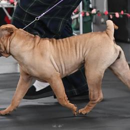 Chinese Shar-Pei and Irish Wolfhounds from Celtic Clover Hounds
