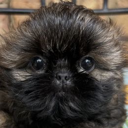 Girl 2 - Sable female Shih Tzu puppy in Texas from A Sassy Soul Shih-Tzu