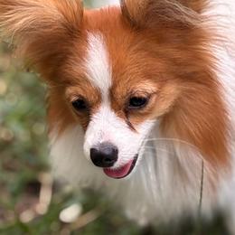 Shortie - Papillon
