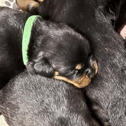 Boy 4 - Black and mahogany male Rottweiler puppy in Bartonsville, Pennsylvania from Karol's Rottweilers
