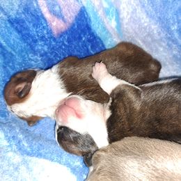 Boston Terrier Puppies from M&Bs Boston Terriers