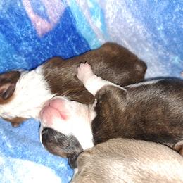 Boston Terrier Puppies from M&Bs Boston Terriers