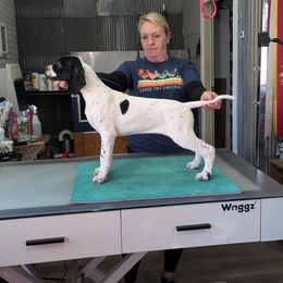 Boy 5 - Black and white Pointer puppy in Manhattan, Illinois from Monarch Pointers & Cockers