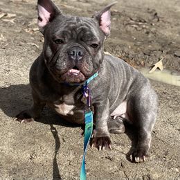 Camilla - Blue female French Bulldog puppy in Blountstown, Florida from Fairytale French Bulldogs of Florida