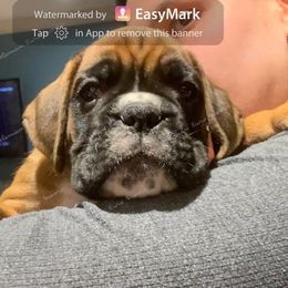 Boxer Puppies from Aleman Euro Boxers