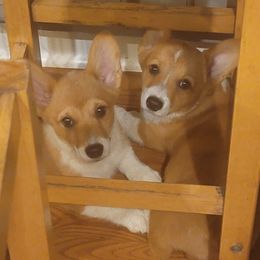 Pembroke Welsh Corgi Puppies from Rose Water Corgis
