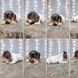 Dolly AKC FEMALE - Dapple female Dachshund puppy in Glen St Mary, Florida from Little Pawz, LLC