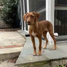 Rhodesian Ridgebacks from Sky Ridge