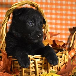 Pink Collar Girl - Black female German Shepherd puppy in Oxford, Arkansas from Atlas Shepherds