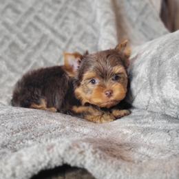 Zuma - Chocolate and tan male Yorkshire Terrier puppy in Middleton, Idaho from Rocky Mountain Yorkies