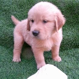 Peri(dot) - Golden male Golden Retriever puppy in Salem, Oregon from Oregon Rose Goldens