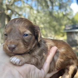 Roux -  long hair - Red male Dachshund puppy in Lakeland, Florida from Elite Doxies Florida