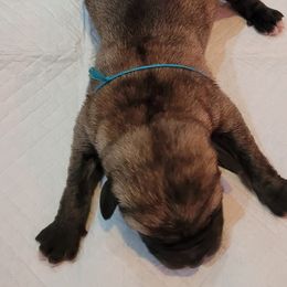 Baby - Anatolian Shepherd Dog puppy in Berkeley County, West Virginia from Reich Anatolians and Friends